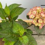 Hortenzia pílovitá (Hydrangea serrata) ´PREZIOSA´ - výška 10-20 cm, kont. C3L